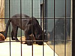 Berliner Zoo