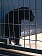 Berliner Zoo